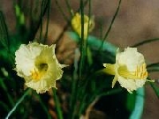 romieuxii spp.